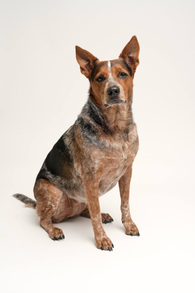 Zelda, our heeler mix, best dog ever.